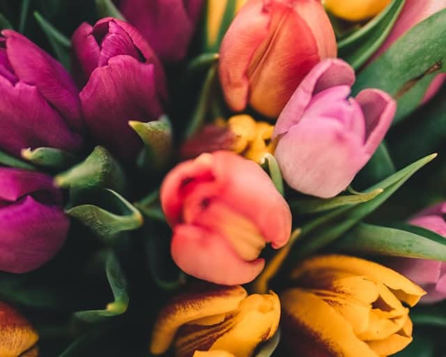 Frühling trixi Park