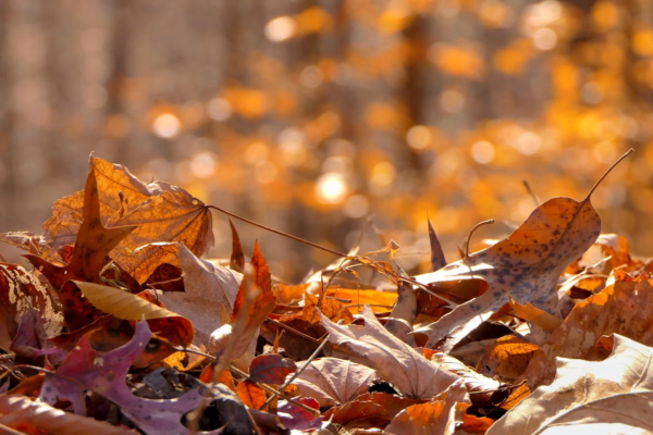 photo-1721736737925-a56ac08fe65a