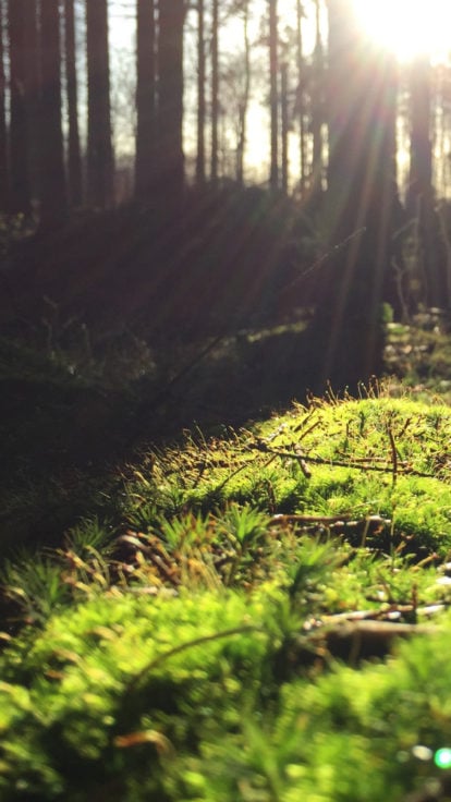 fruehling